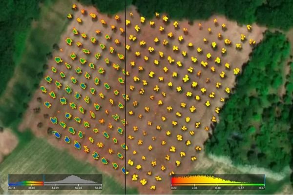 imagen multiespectral de parcela de olivos