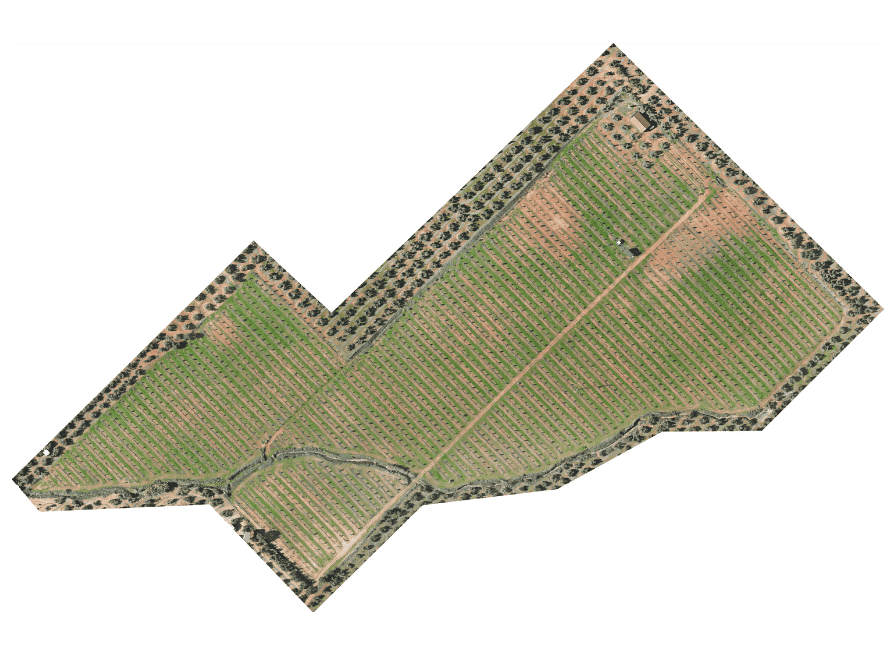 ortofotografía de olivar