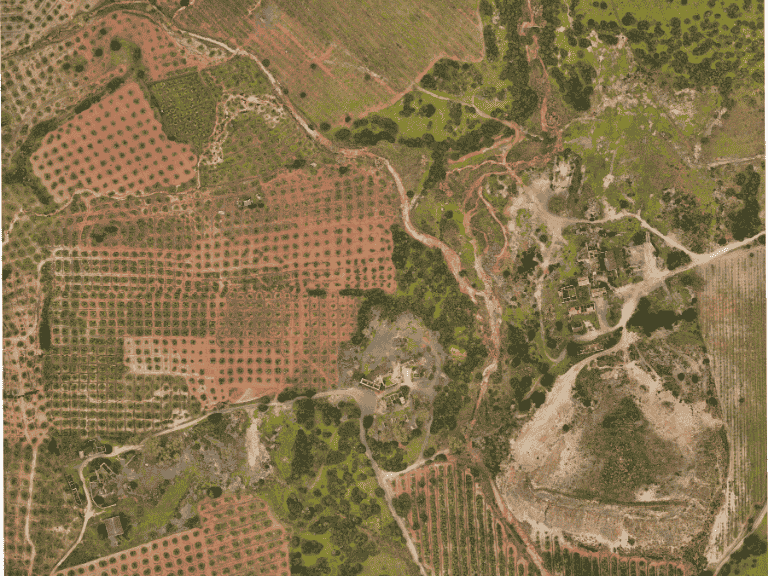 ortofotografía de un olivar