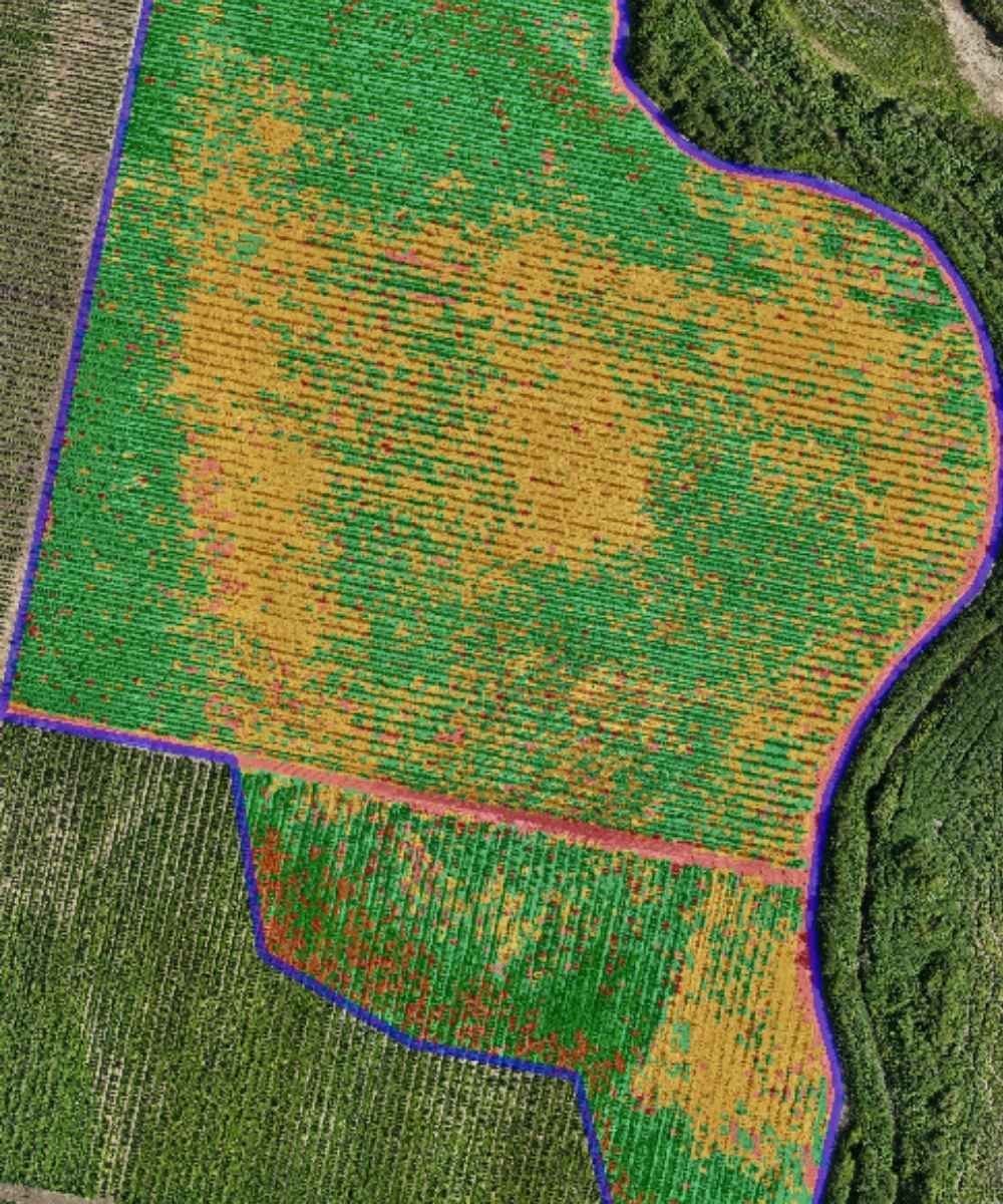 Mapa multiespectral de vigor sobre parcela agrícola