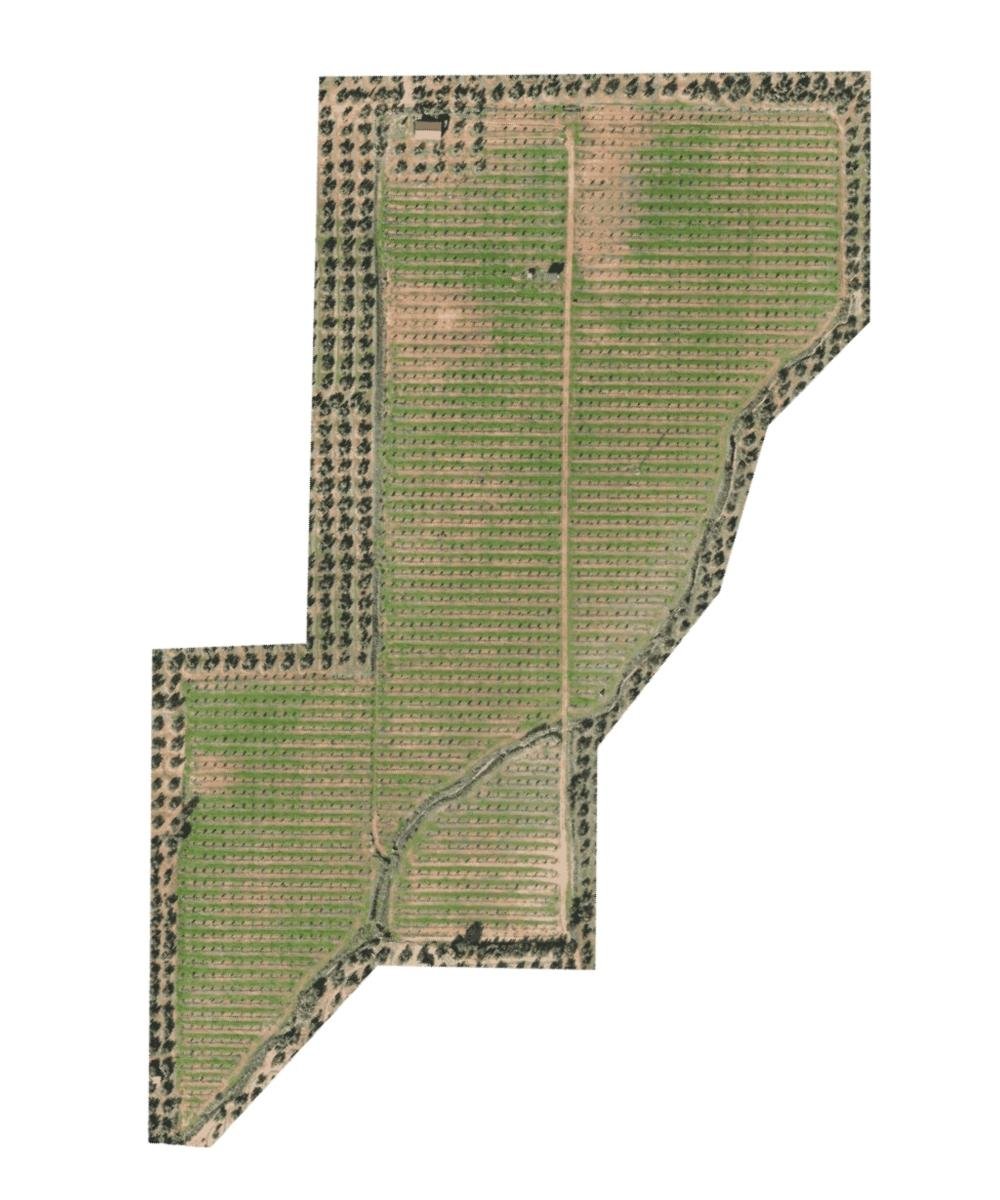 Ortofotografía de olivar georreferenciada obtenida con dron